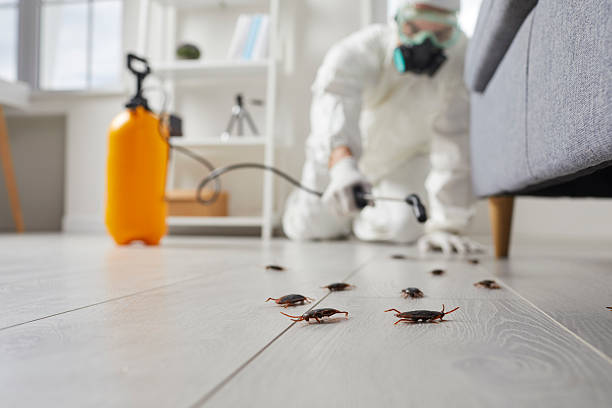Commercial Kitchen Cockroach Control in Plum